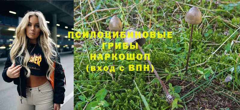 купить закладку  Заволжск  Псилоцибиновые грибы Magic Shrooms 